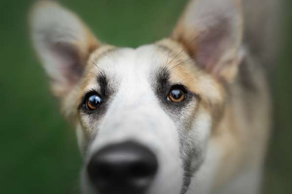 Молодой, активный красавец Пряник ищет дом! в Москве фото 13