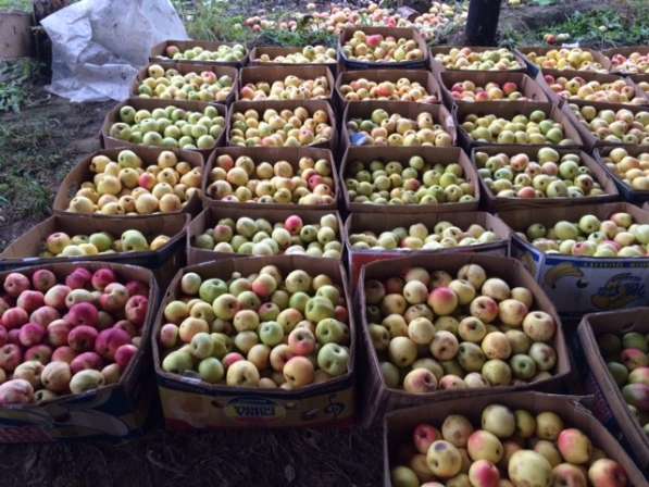 Продаю яблоки зимних сортов (Голден, Семеренко, Антоновка) в в Нижнем Новгороде фото 7