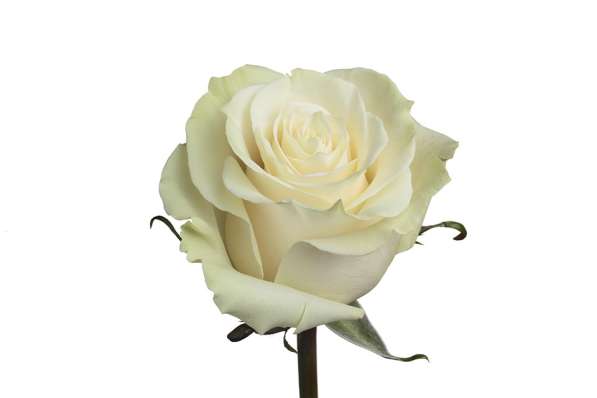 Белые розы оптом к 8 марта в Красноярске фото 3