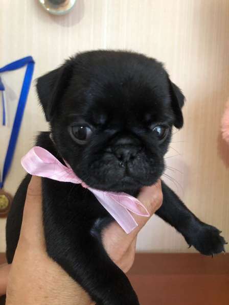 Щенки мопса с документами РКФ-привиты в Кирове фото 3