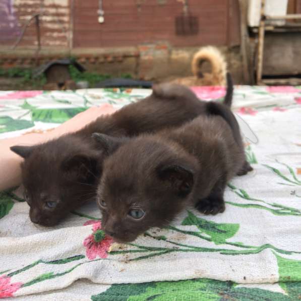 Котёнок в Егорьевске фото 17