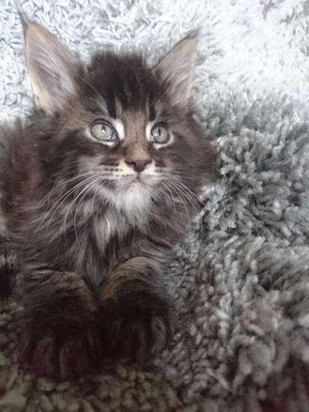 У вас ещё нет Мейн-куна? в Санкт-Петербурге фото 12