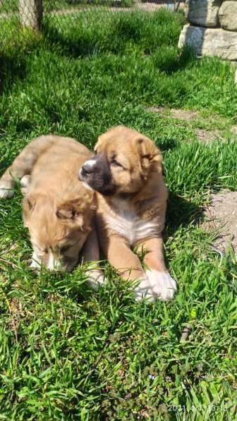 Продаются щенки алабая в фото 34