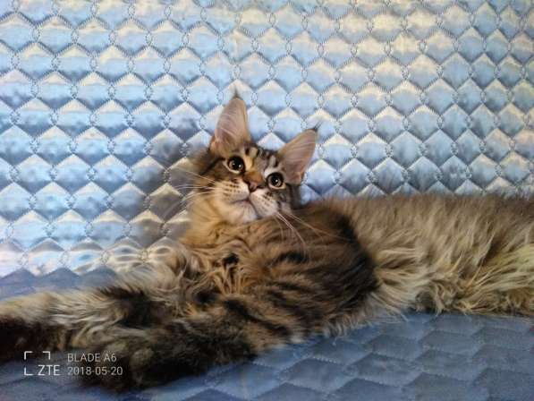 Котики из питомника в Екатеринбурге фото 9