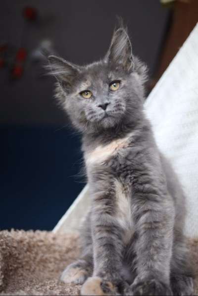 Кошка полидакт мейн кун в Москве фото 5