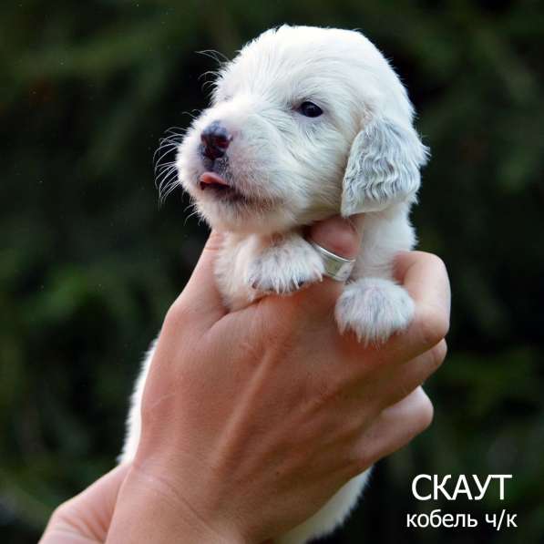 Английский сеттер щенки из элитного питомника в Москве фото 169