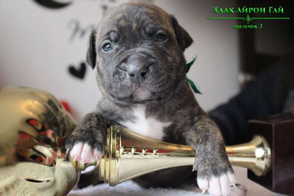 Щенки Американского Пит-бультерьера в фото 13