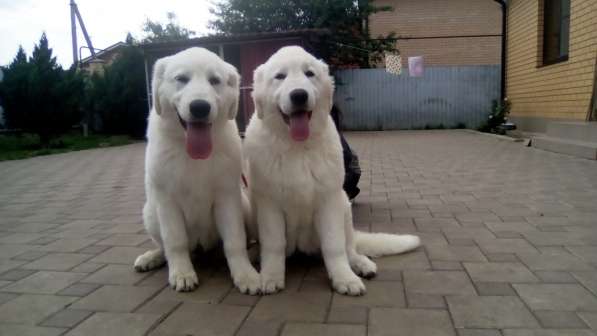 Щенки Мареммо-Абруцкая Овчарка в Краснодаре фото 20