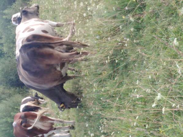 Коровы стельные в Новосибирске