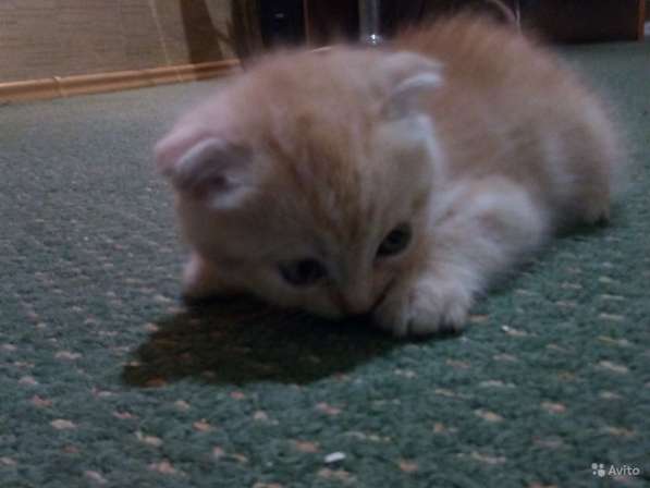 Шотландский Котёнок (Скоттиш-страйт) в Симферополе фото 27