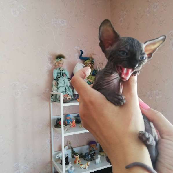 Продаются очаровательные котята канадского сфинкса в Кирове фото 5