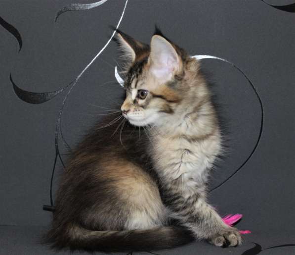 Тикированные котята Мейн Кун в Калининграде фото 12
