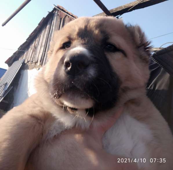 Продаются щенки алабая в фото 28