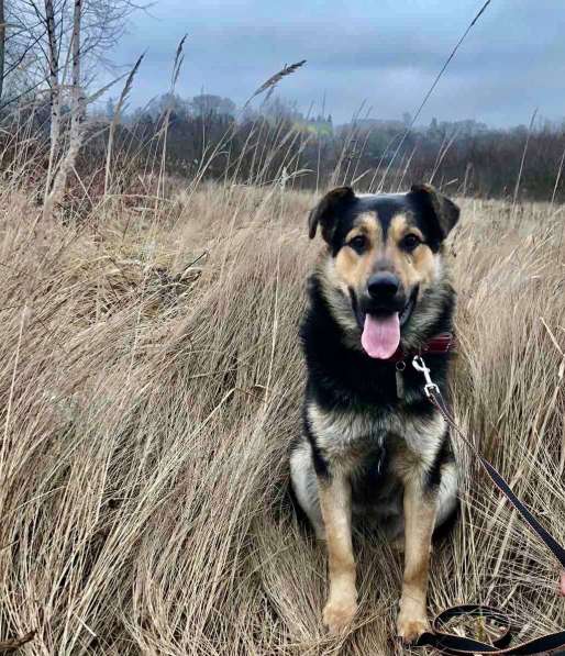 ПЕС, КОТОРОГО НИКТО НЕ ЗАМЕЧАЕТ!!!! в Пушкино фото 15