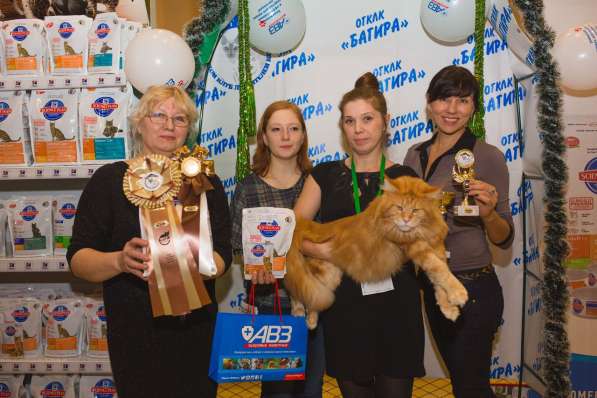 Племенной кот в Омске фото 10