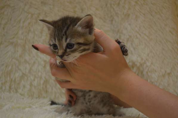 Отдам котенка в добрые руки. Малыш - мальчик