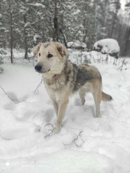 Очень ласковый пушистик ищет дом в Санкт-Петербурге фото 10