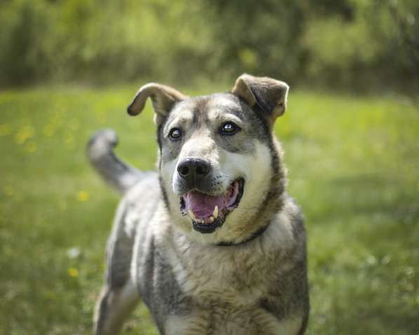 Милый оптимист Джек ищет дом в Москве фото 15