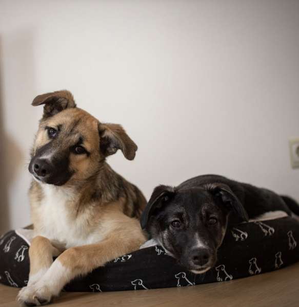 Рэксу очень нужен дом! в Москве фото 7