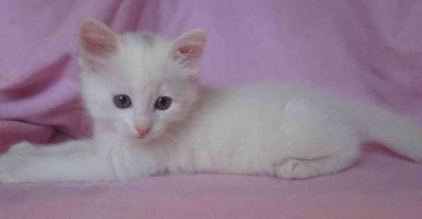 Белая турецкая ангора в фото 3