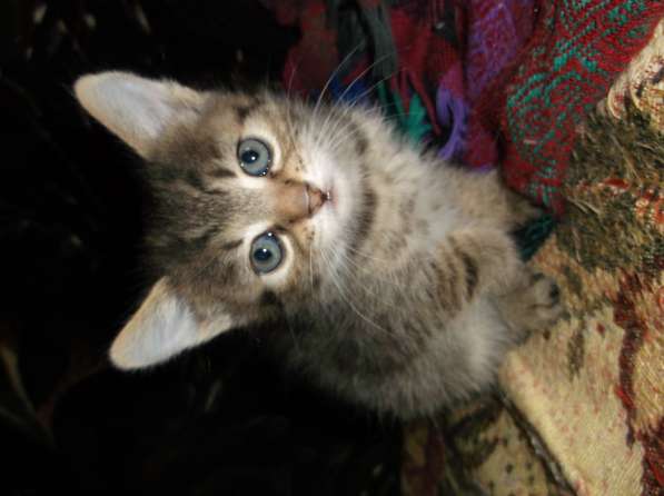 Дарю котёнка в фото 5