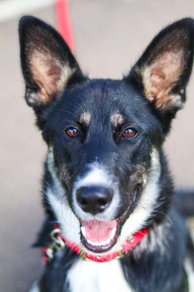 Красавица Пеппа от мамы-овчарки в дар