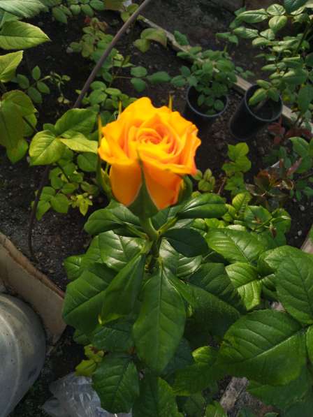Розы с грядки в Самаре фото 7
