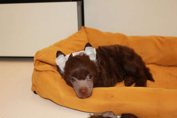 Пуховый шоколадный мальчик КХС в Москве фото 14