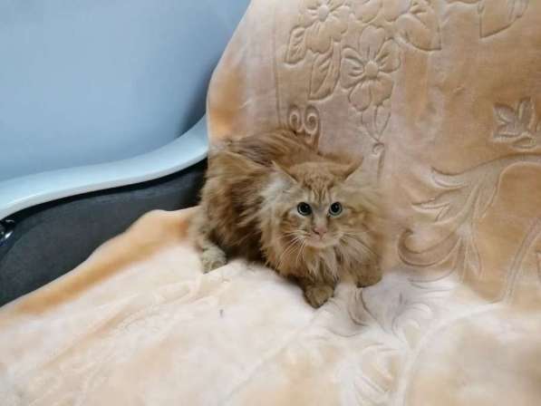 Продажа котят породы Курильский бобтейл в Саранске фото 10