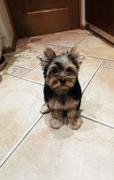 Йорк девочка 3 месяца в Москве