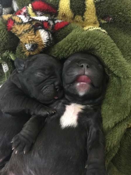 Французский бульдог в Нерехте фото 12