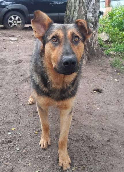 Разумный ласковый молодой пес в Санкт-Петербурге фото 22