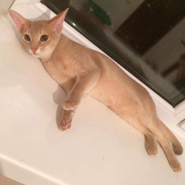 Абиссинские котята в Уфе фото 5