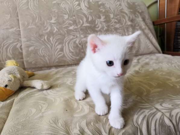 Отдам котят в добрые руки в Королёве фото 7