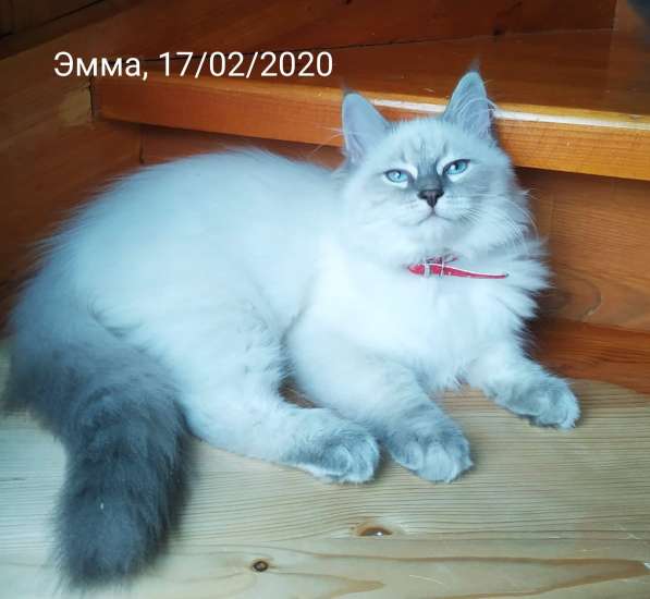Шикарный котенок девочка в Москве