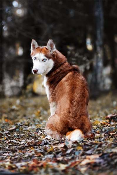Девочка хаски в добрые руки в Москве фото 9