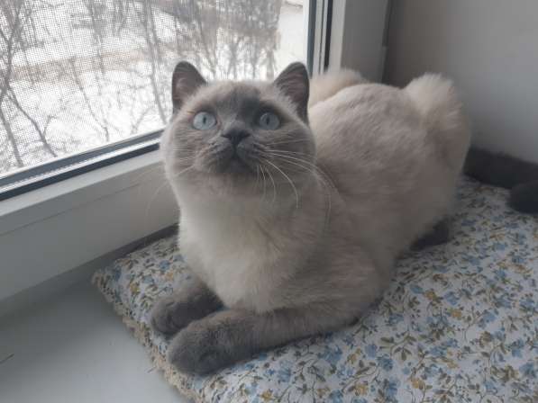 Продаётся британский котёнок 9 месяцев в Санкт-Петербурге фото 6