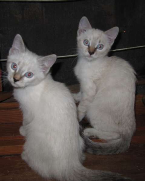Тайские котята