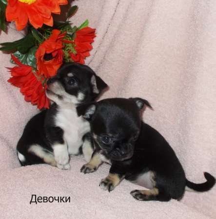 Гладкошерстная девочка чихуа