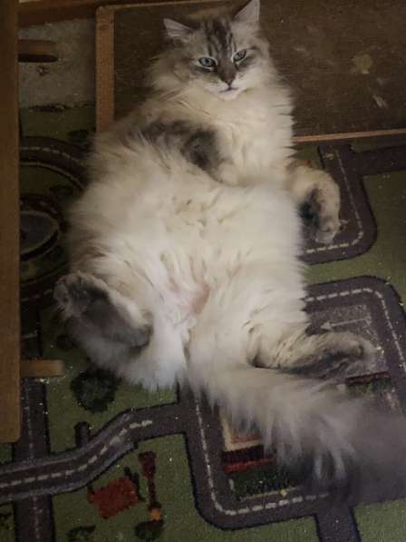 Породистая невская маскарадная кошка в Сергиевом Посаде фото 3