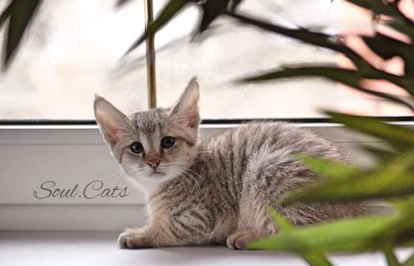 Чаузи F1 питомника Soul. Cats! в Москве фото 13