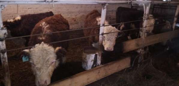 Продам КРС, бычки, телята, коровы в Красноярске фото 5