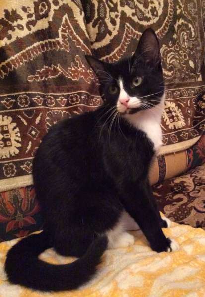 Отдам в добрые руки котенка-котика в Санкт-Петербурге фото 5