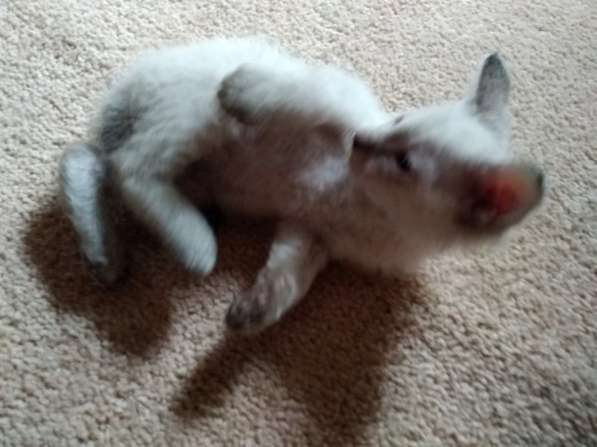 Элитный кудрявый котенок Герман-Рекс мальчик в Санкт-Петербурге фото 31