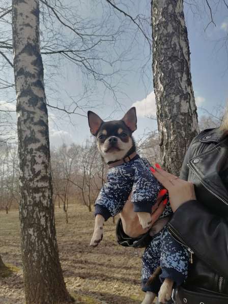 Чихуахуа в Нижнем Новгороде фото 5