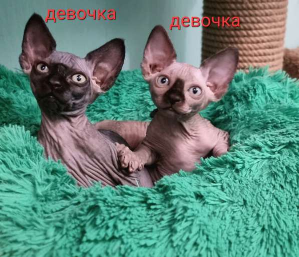 Канадский сфинкс котята в Москве фото 14
