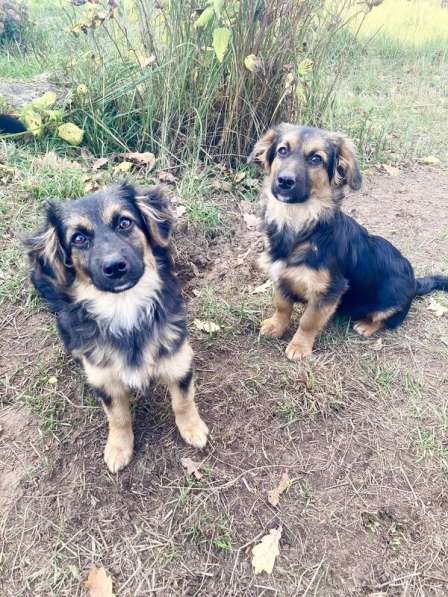 Коротколапые щенки в добрые руки в Москве фото 10