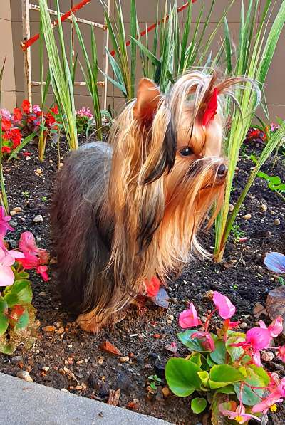 МИНИ МАЛЬЧИК РКФ в Москве фото 3