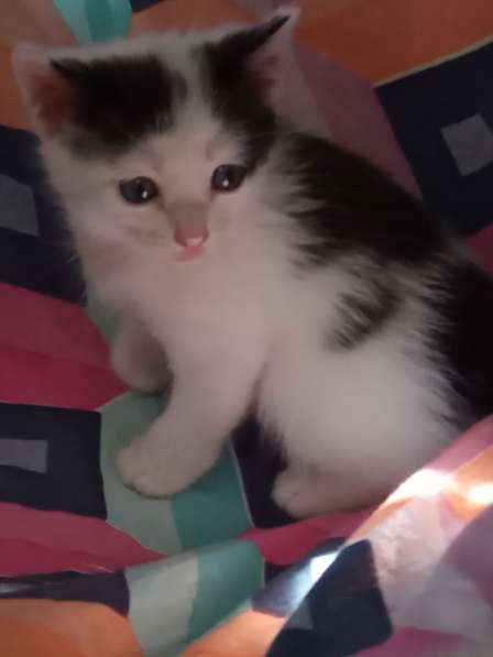 Котик, г. Томск в Томске фото 5