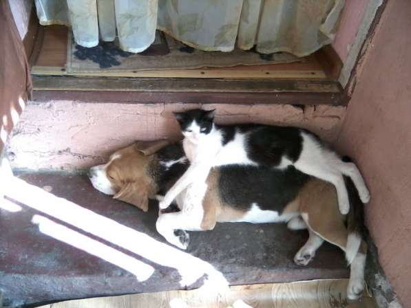 Продаются щенки Бигля в Ростове-на-Дону фото 10